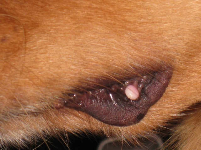 how is canine papilloma virus spread