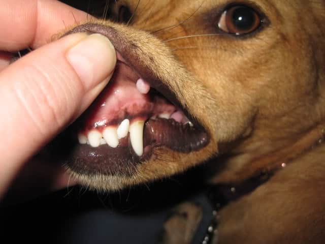 papilloma on dog lip