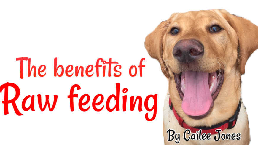 the-benefits-of-raw-feeding-the-yuppy-puppy