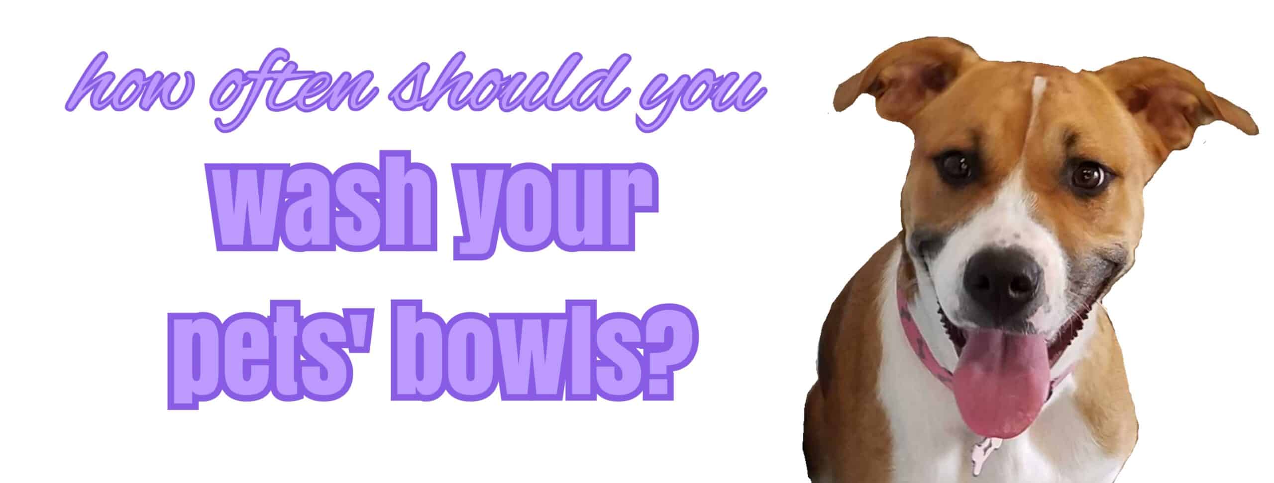 How to protect pets' bowls from bacterial contaminants